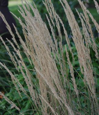 G0137 Grass Calamagrostis X Acutiflora Overdam - View 16 from www redcrocus com