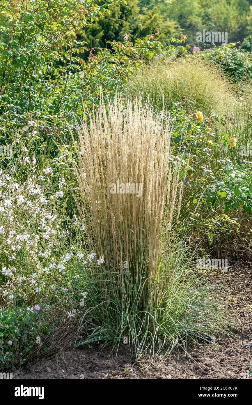 G0137 Grass Calamagrostis X Acutiflora Overdam - View 17 from www redcrocus com