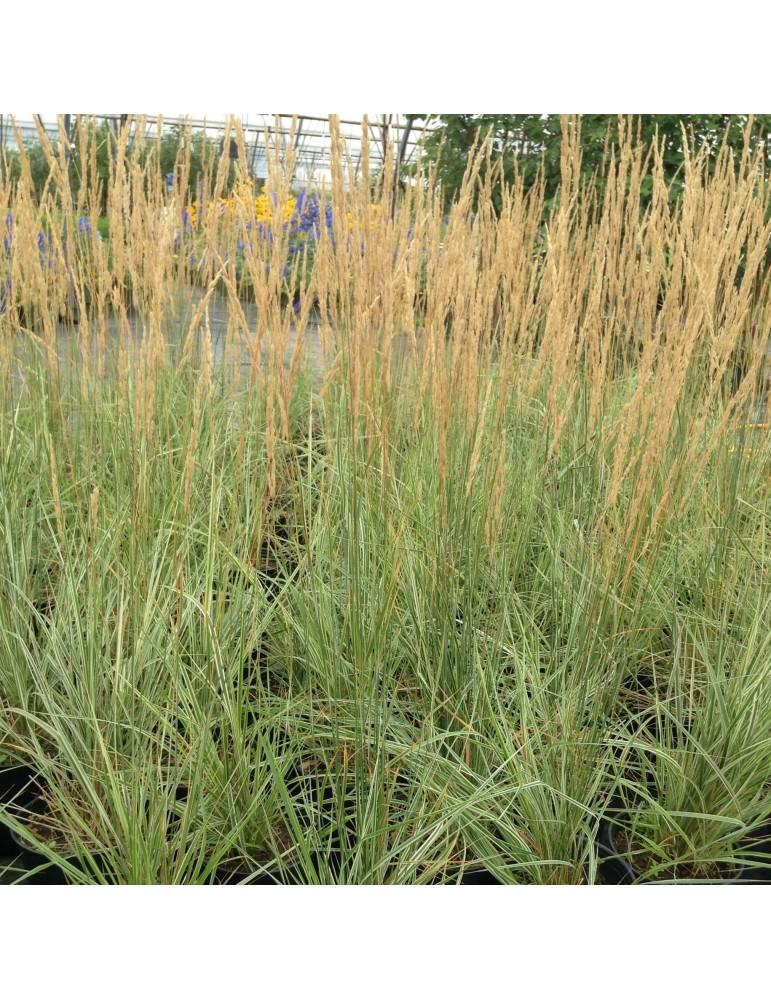 G0137 Grass Calamagrostis X Acutiflora Overdam - View 18 from www redcrocus com