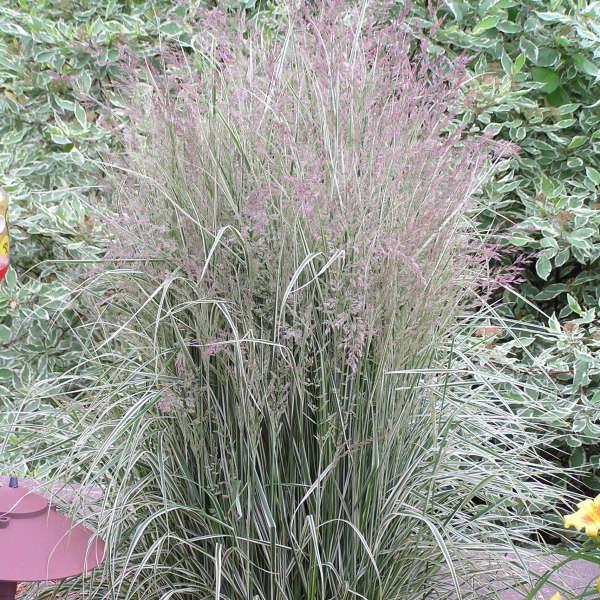 G0137 Grass Calamagrostis X Acutiflora Overdam - View 19 from www redcrocus com