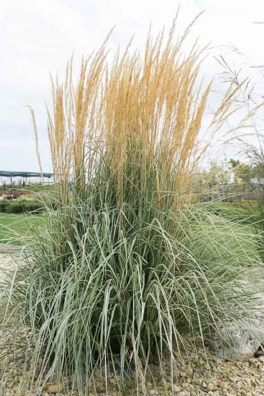 G0137 Grass Calamagrostis X Acutiflora Overdam - View 1 from www redcrocus com