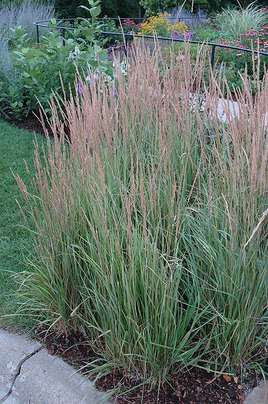 G0137 Grass Calamagrostis X Acutiflora Overdam - View 2 from www redcrocus com