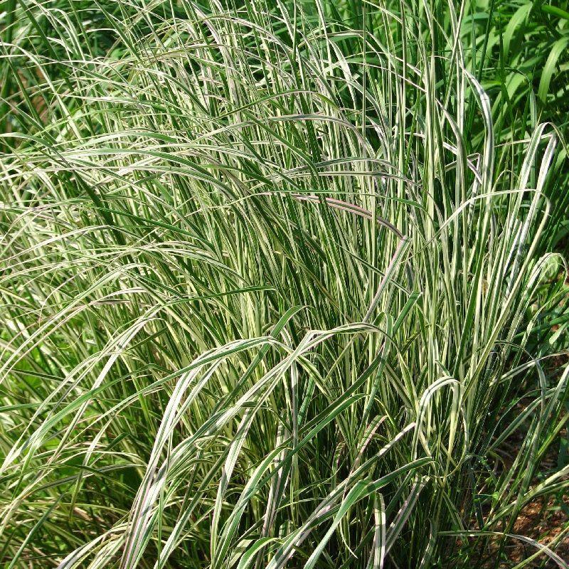 G0137 Grass Calamagrostis X Acutiflora Overdam - View 3 from www redcrocus com