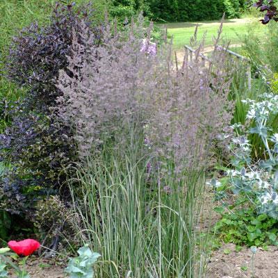 G0137 Grass Calamagrostis X Acutiflora Overdam - View 5 from www redcrocus com