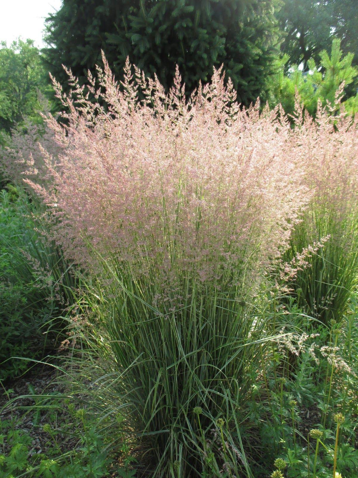 G0137 Grass Calamagrostis X Acutiflora Overdam - View 6 from www redcrocus com