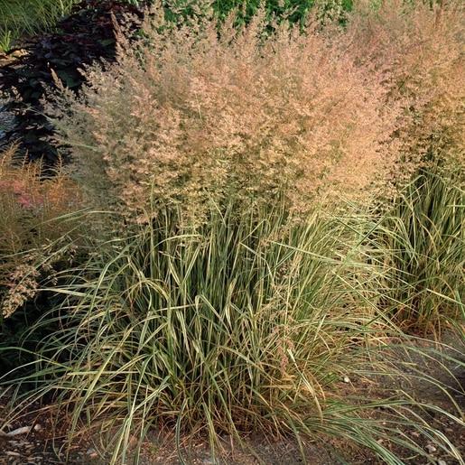 G0137 Grass Calamagrostis X Acutiflora Overdam - View 7 from www redcrocus com