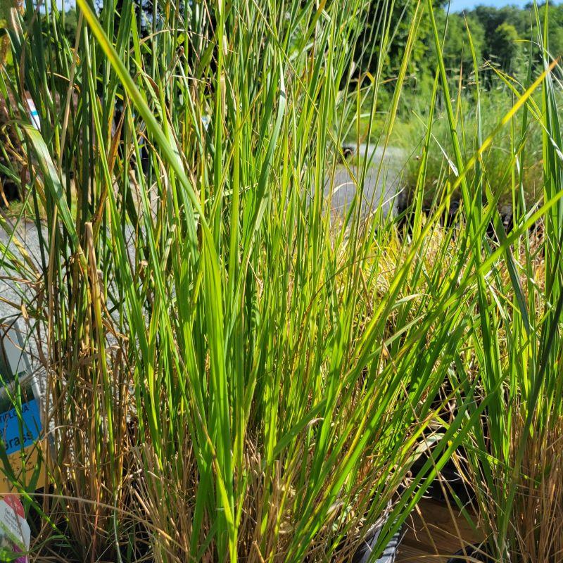 G0137 Grass Calamagrostis X Acutiflora Overdam - View 8 from www redcrocus com