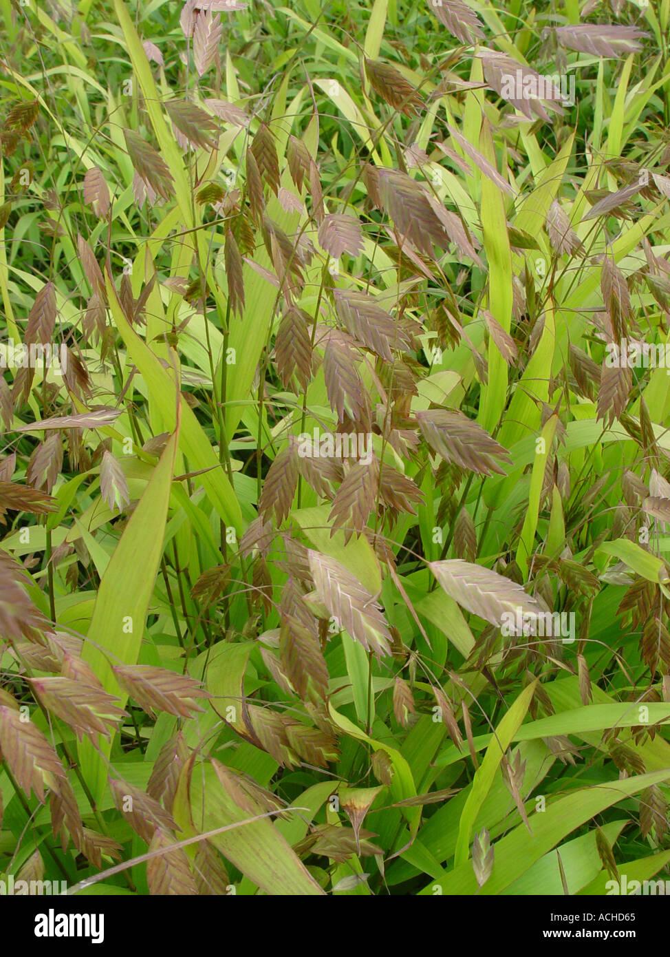G0138 Grass Chasmanthium Latifolium - View 10 from www redcrocus com