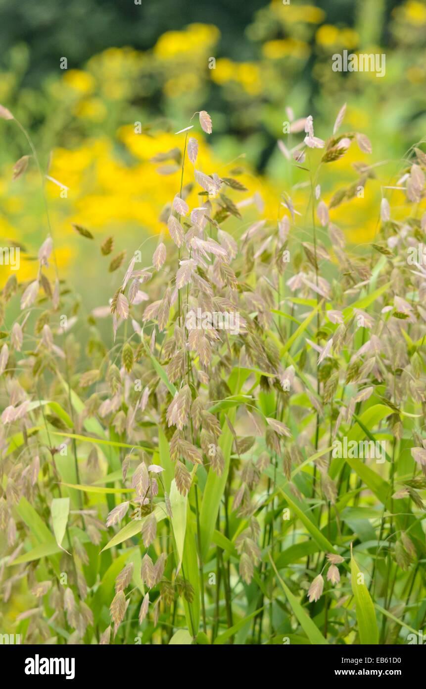 G0138 Grass Chasmanthium Latifolium - View 13 from www redcrocus com