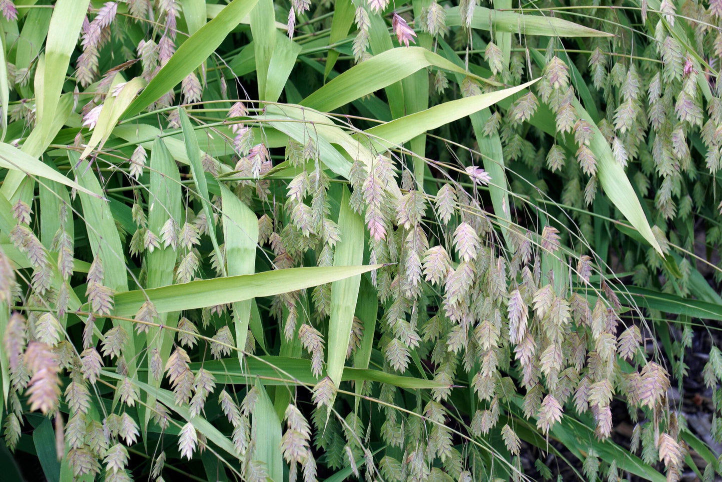 G0138 Grass Chasmanthium Latifolium - View 14 from www redcrocus com