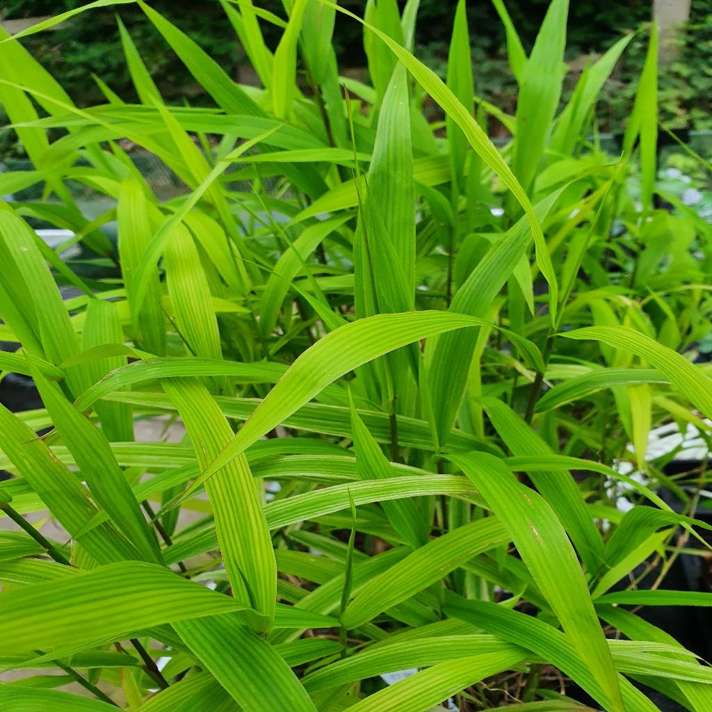 G0138 Grass Chasmanthium Latifolium - View 16 from www redcrocus com