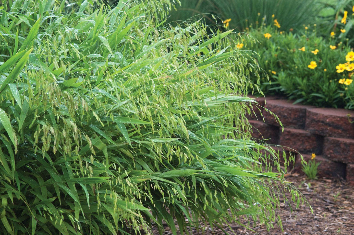 G0138 Grass Chasmanthium Latifolium - View 2 from www redcrocus com