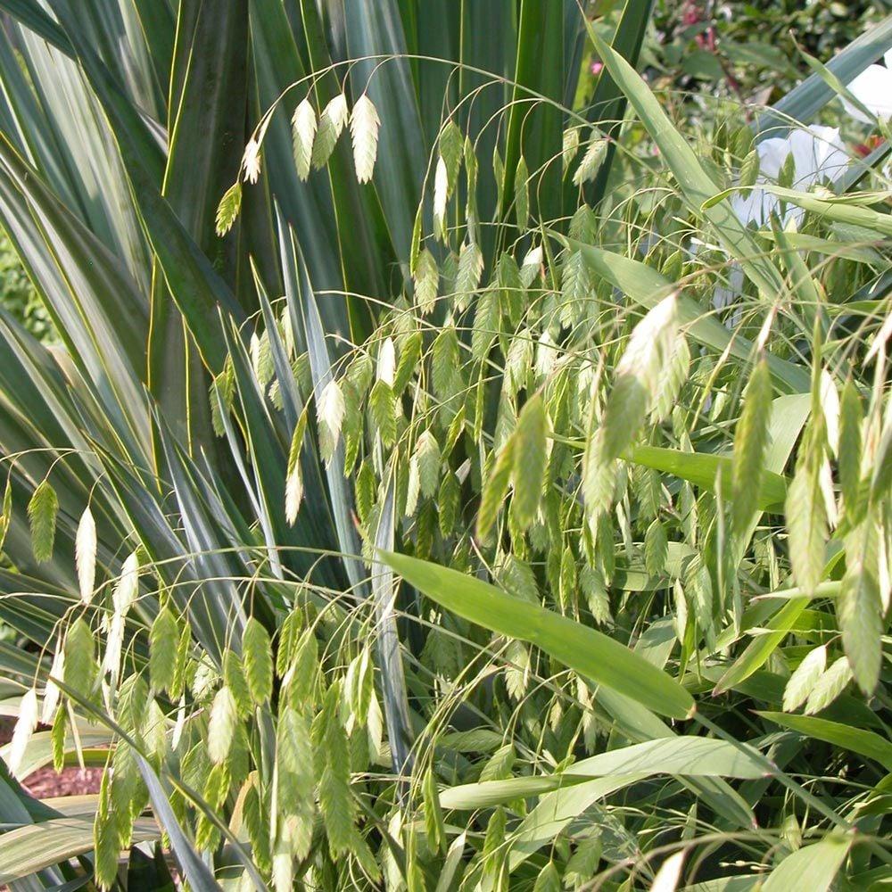 G0138 Grass Chasmanthium Latifolium - View 4 from www redcrocus com