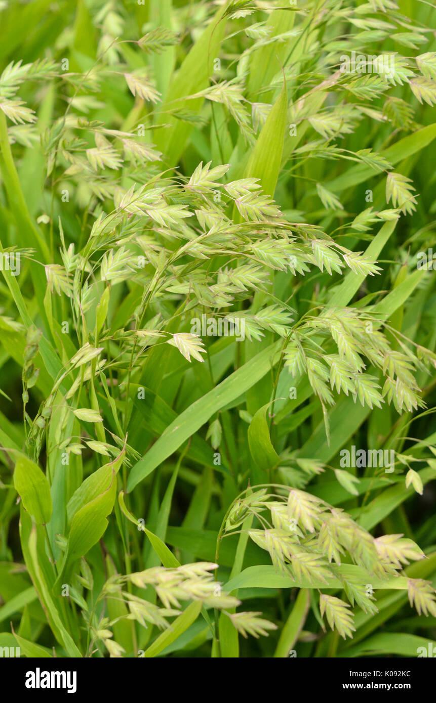 G0138 Grass Chasmanthium Latifolium - View 5 from www redcrocus com