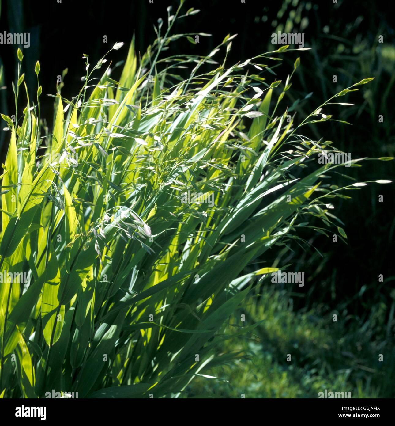 G0138 Grass Chasmanthium Latifolium - View 6 from www redcrocus com