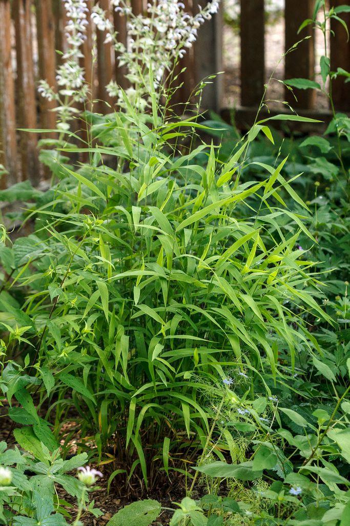 G0138 Grass Chasmanthium Latifolium - View 7 from www redcrocus com