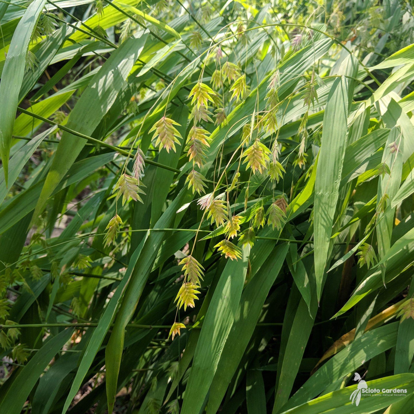 G0138 Grass Chasmanthium Latifolium - View 8 from www redcrocus com