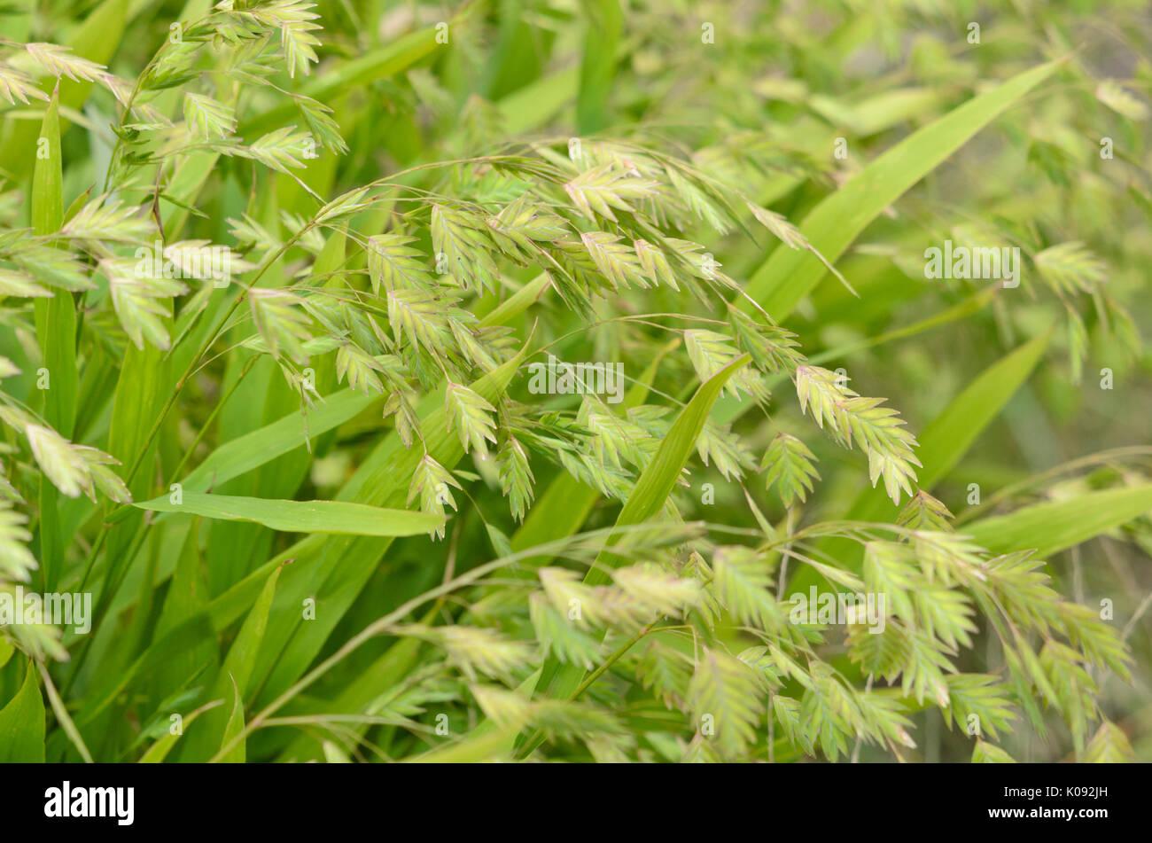 G0138 Grass Chasmanthium Latifolium - View 9 from www redcrocus com