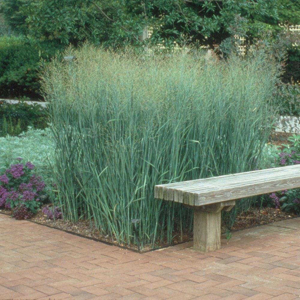 G0140 Grass Panicum Virgatum Heavy Metal - View 9 from www redcrocus com