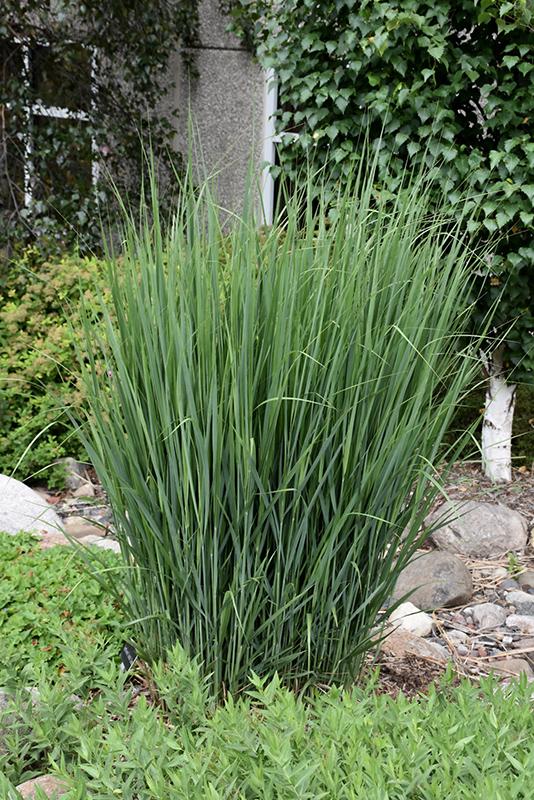 G0141 Grass Panicum Virgatum Northwind - View 15 from www redcrocus com