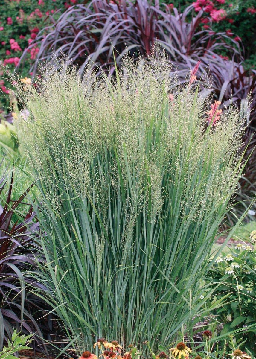 G0141 Grass Panicum Virgatum Northwind - View 2 from www redcrocus com