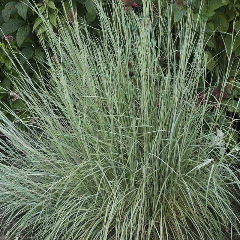 G0146 Grass Schizachyrium Scoparium Prairie Blues - View 10 from www redcrocus com