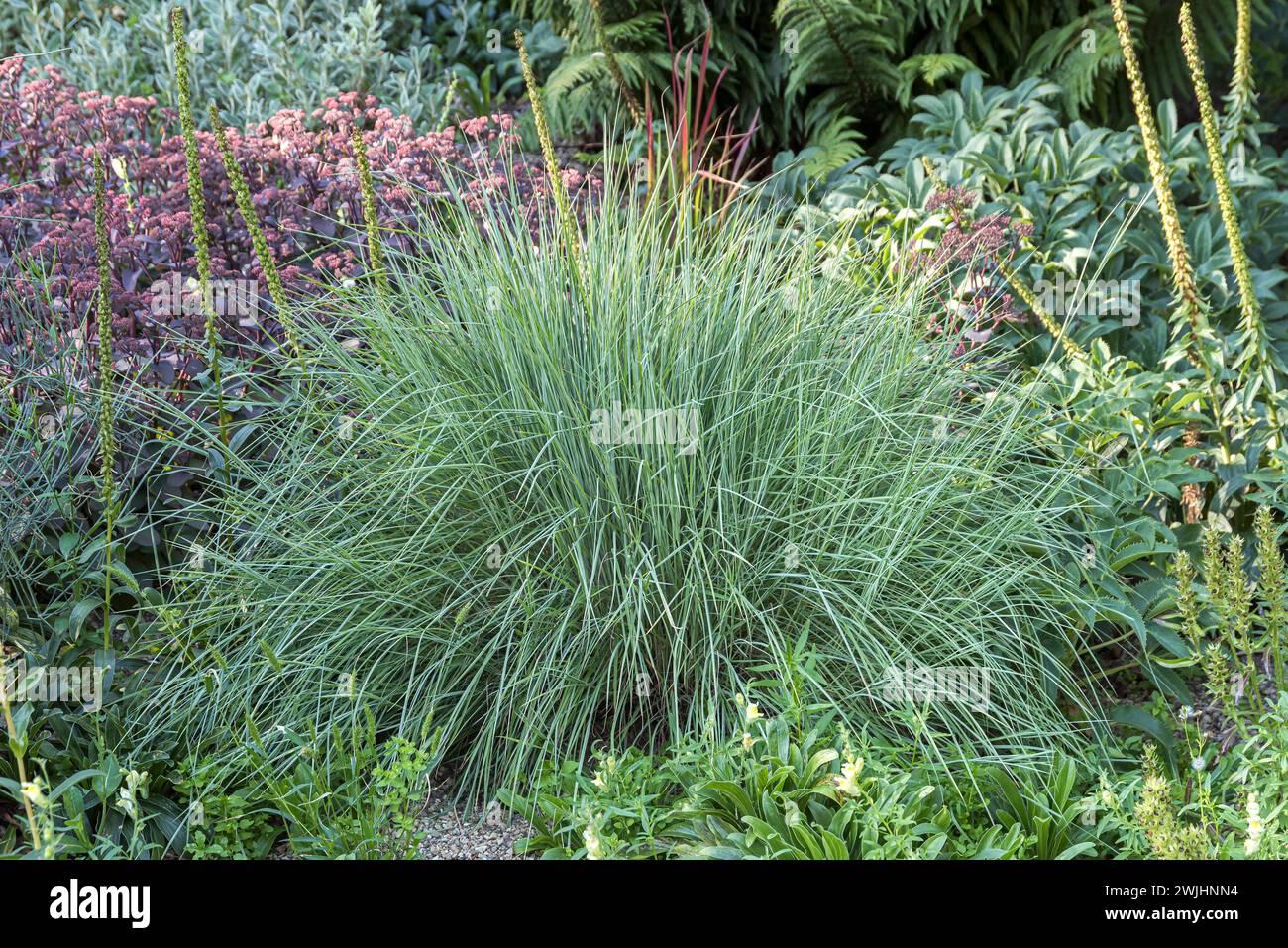G0146 Grass Schizachyrium Scoparium Prairie Blues - View 11 from www redcrocus com
