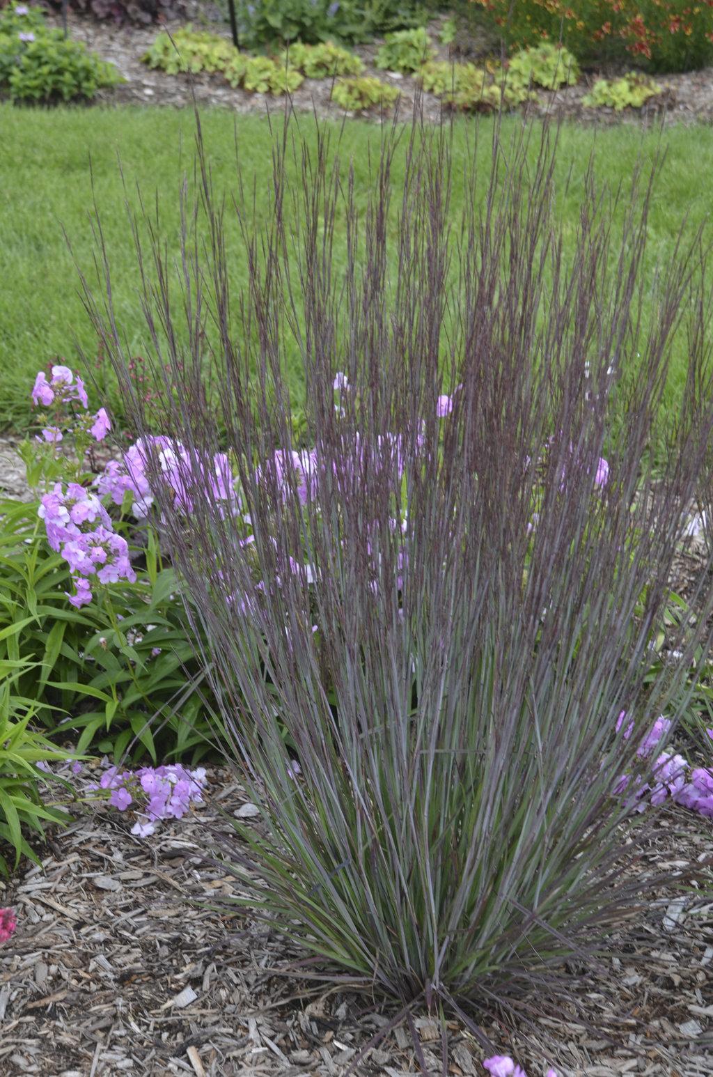 G0146 Grass Schizachyrium Scoparium Prairie Blues - View 12 from www redcrocus com