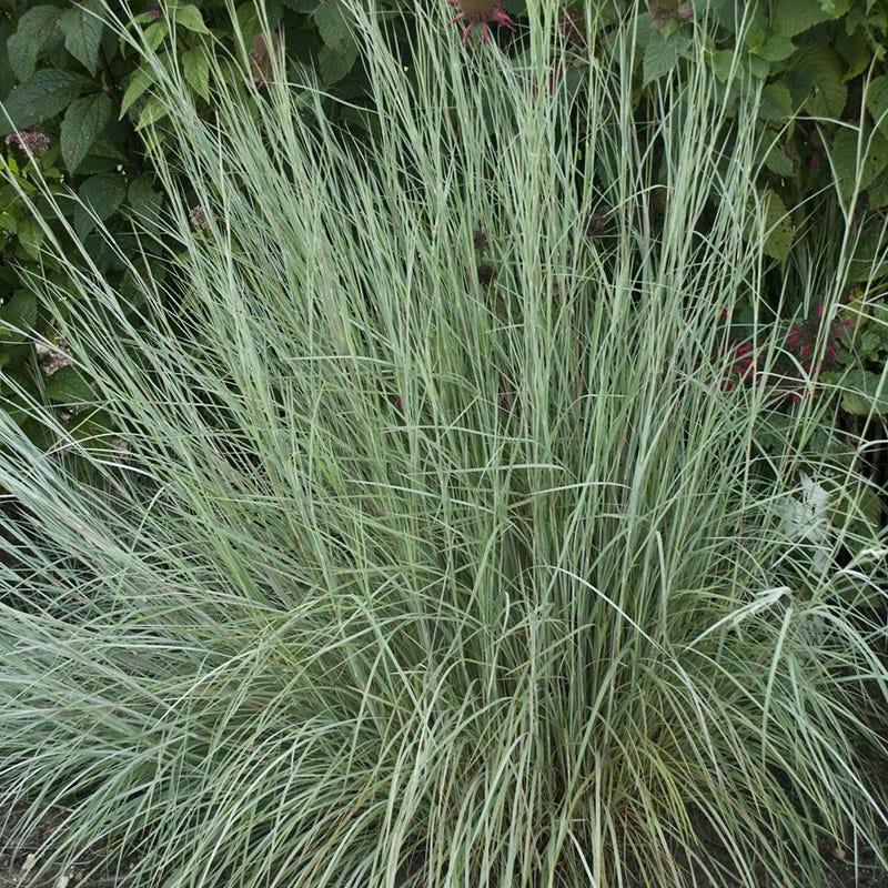 G0146 Grass Schizachyrium Scoparium Prairie Blues - View 13 from www redcrocus com