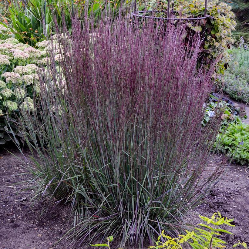 G0146 Grass Schizachyrium Scoparium Prairie Blues - View 14 from www redcrocus com