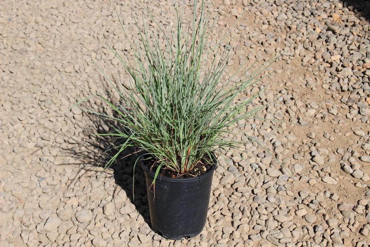 G0146 Grass Schizachyrium Scoparium Prairie Blues - View 15 from www redcrocus com