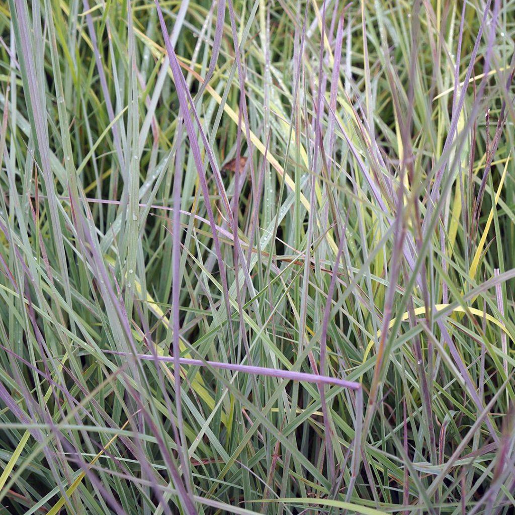G0146 Grass Schizachyrium Scoparium Prairie Blues - View 16 from www redcrocus com