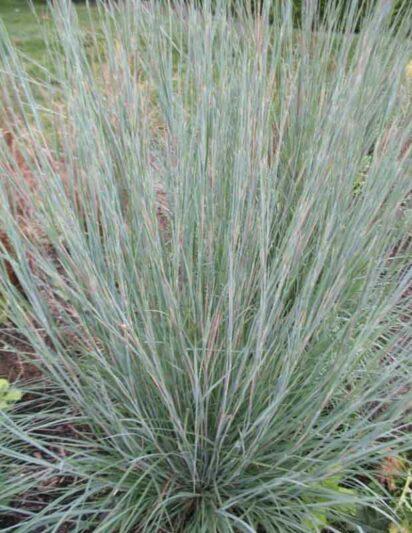 G0146 Grass Schizachyrium Scoparium Prairie Blues - View 17 from www redcrocus com