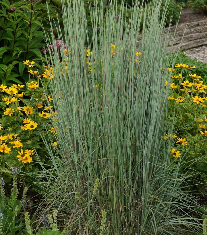 G0146 Grass Schizachyrium Scoparium Prairie Blues - View 19 from www redcrocus com
