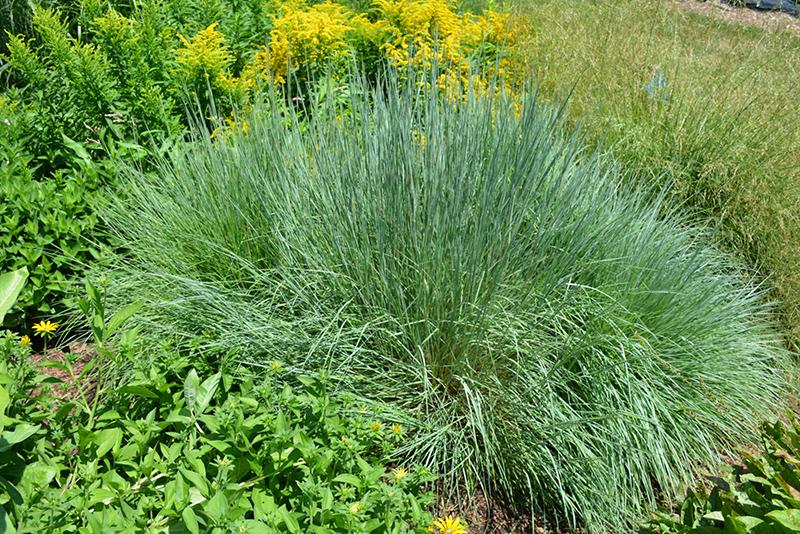 G0146 Grass Schizachyrium Scoparium Prairie Blues - View 20 from www redcrocus com