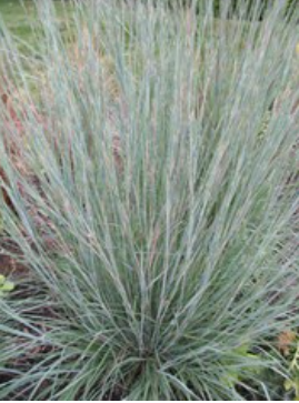 G0146 Grass Schizachyrium Scoparium Prairie Blues - View 20 from www redcrocus com