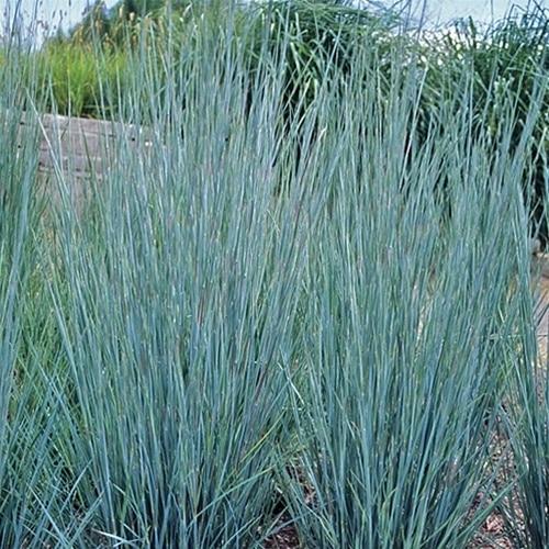 G0146 Grass Schizachyrium Scoparium Prairie Blues - View 2 from www redcrocus com