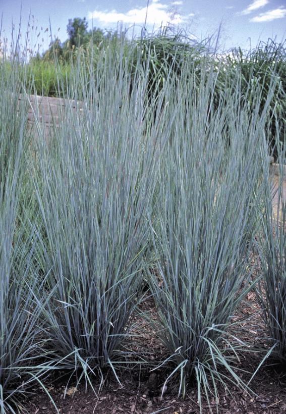 G0146 Grass Schizachyrium Scoparium Prairie Blues - View 3 from www redcrocus com