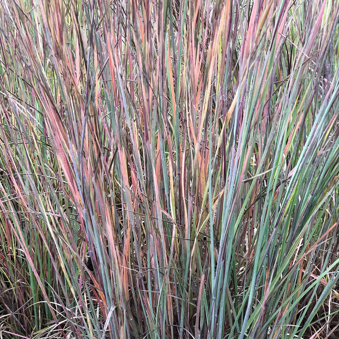 G0146 Grass Schizachyrium Scoparium Prairie Blues - View 4 from www redcrocus com