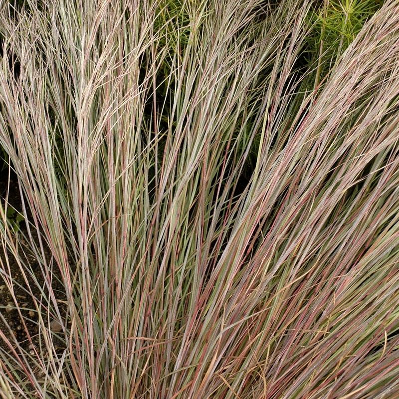 G0146 Grass Schizachyrium Scoparium Prairie Blues - View 5 from www redcrocus com