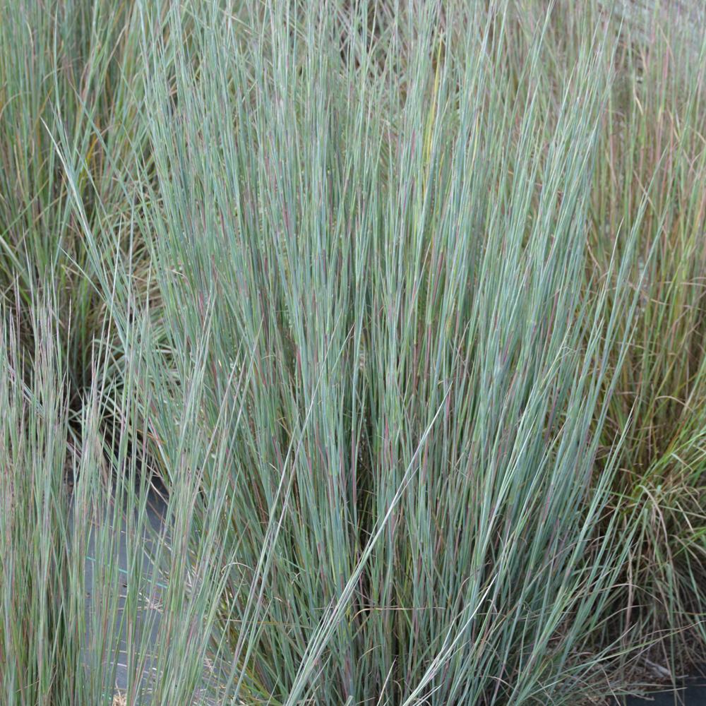 G0146 Grass Schizachyrium Scoparium Prairie Blues - View 6 from www redcrocus com