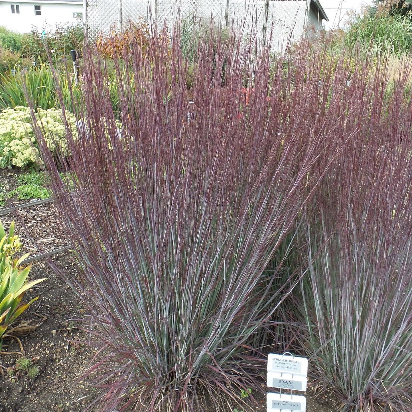 G0146 Grass Schizachyrium Scoparium Prairie Blues - View 7 from www redcrocus com