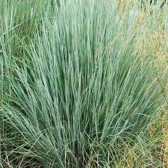 G0146 Grass Schizachyrium Scoparium Prairie Blues - View 8 from www redcrocus com