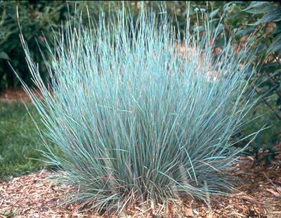 G0146 Grass Schizachyrium Scoparium Prairie Blues - View 8 from www redcrocus com