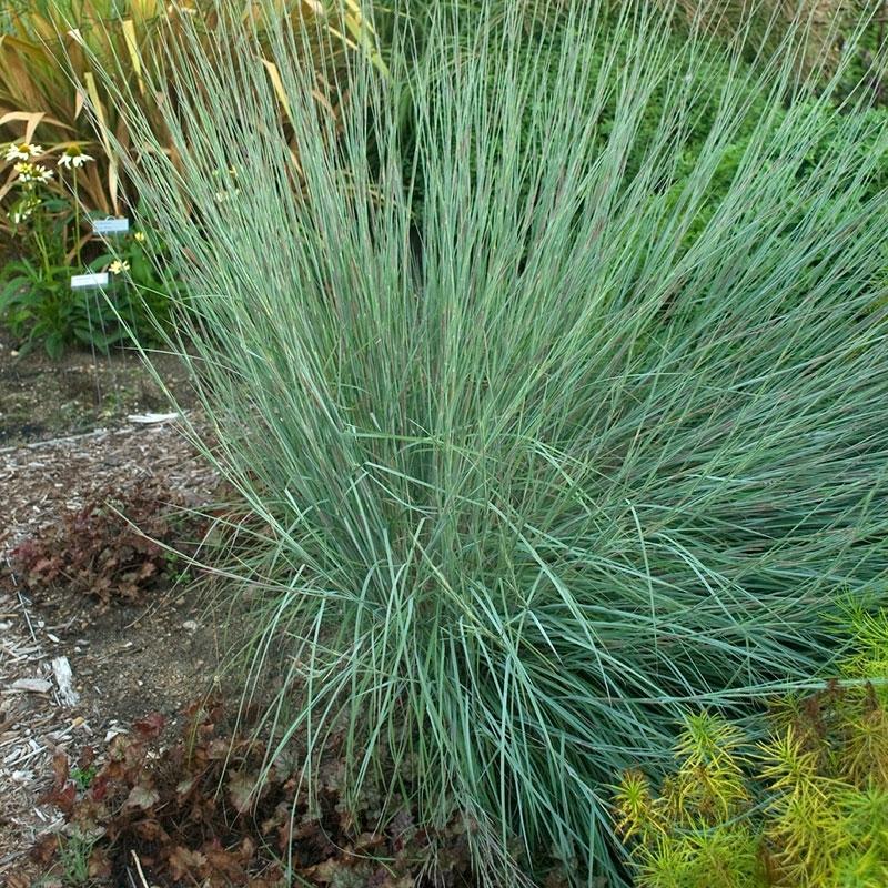 G0146 Grass Schizachyrium Scoparium Prairie Blues - View 9 from www redcrocus com