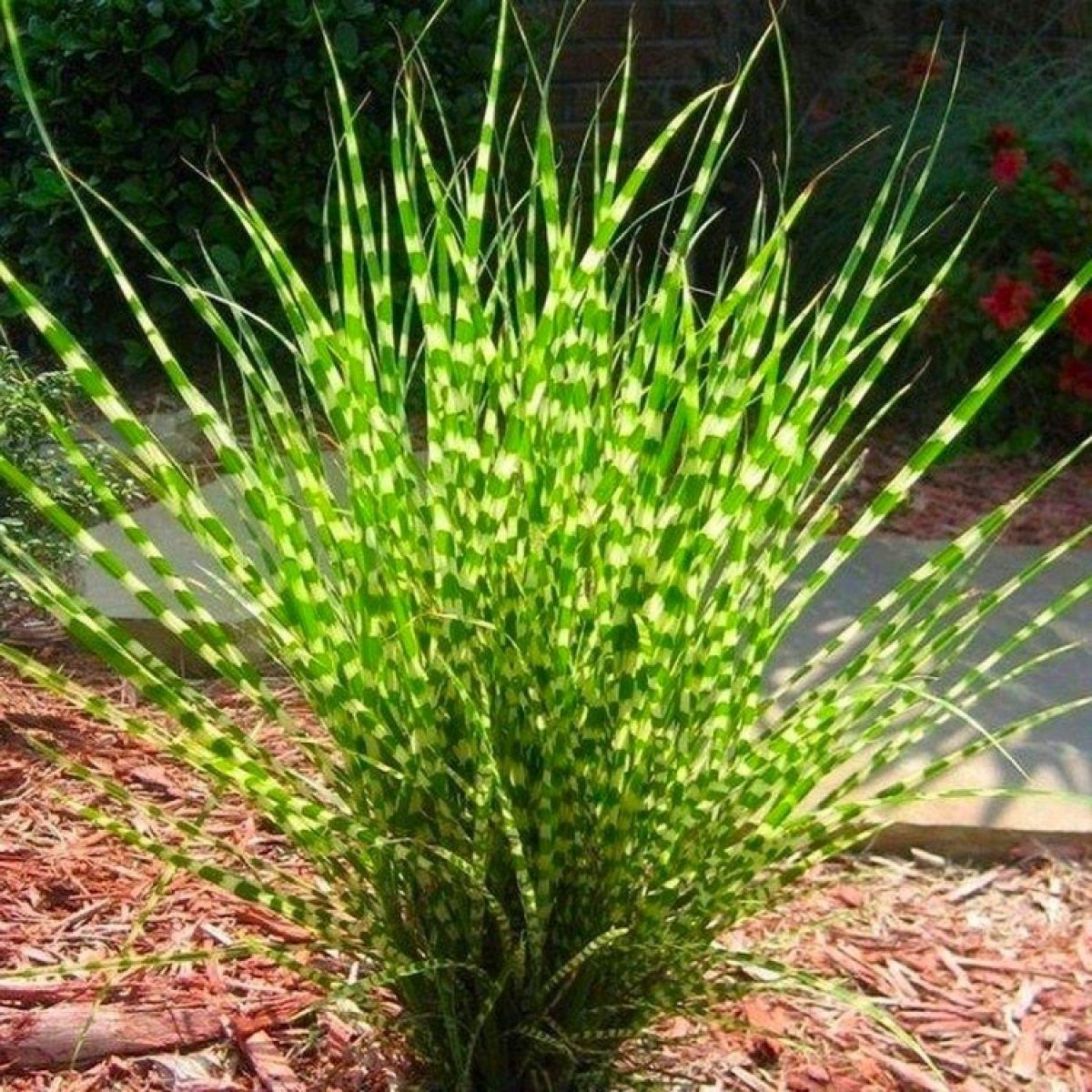 G0150 Grass Miscanthus Sinensis Little Zebra - View 12 from www redcrocus com