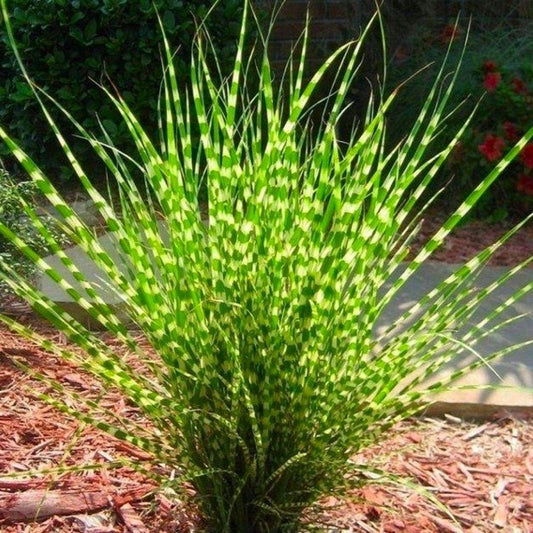 G0150 Grass Miscanthus Sinensis Little Zebra - View 12 from www redcrocus com