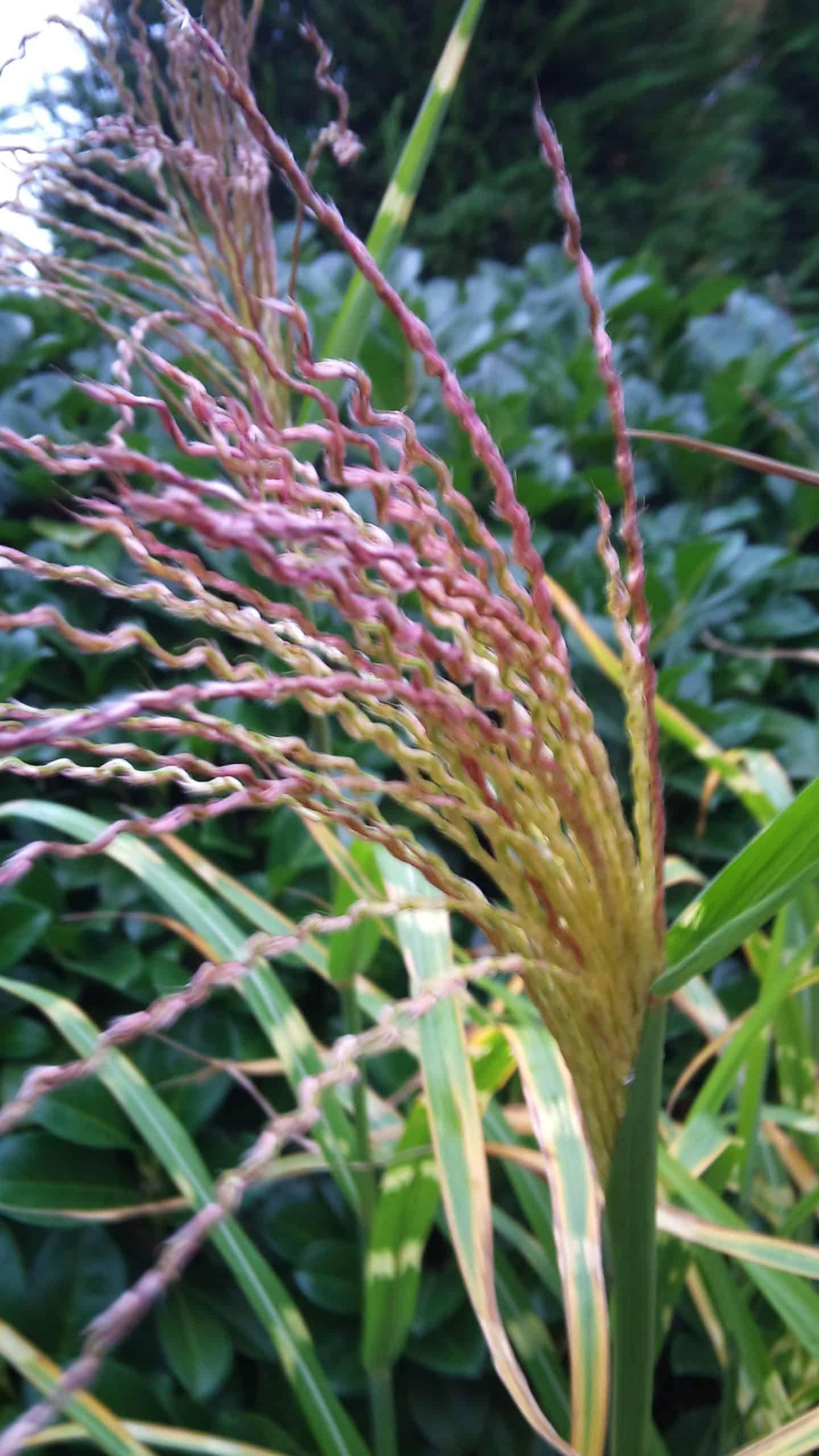 G0150 Grass Miscanthus Sinensis Little Zebra - View 13 from www redcrocus com