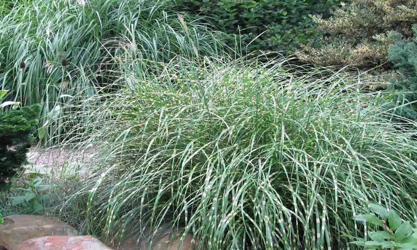 G0150 Grass Miscanthus Sinensis Little Zebra - View 15 from www redcrocus com