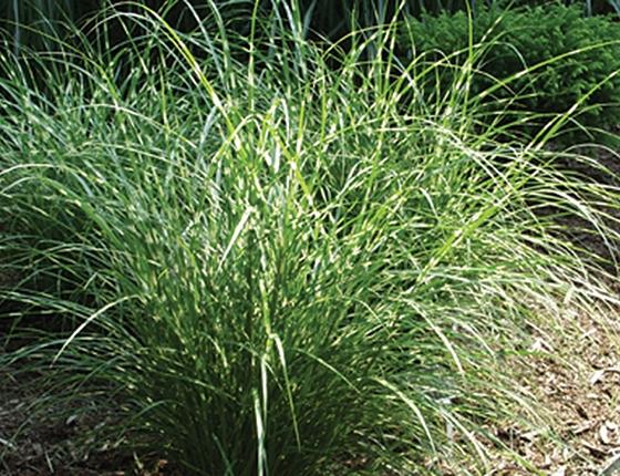 G0150 Grass Miscanthus Sinensis Little Zebra - View 16 from www redcrocus com